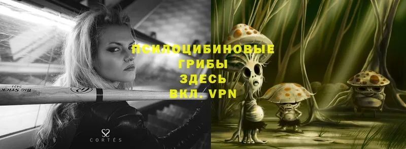 Галлюциногенные грибы Psilocybe  Менделеевск 